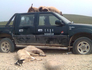An undated photo shows dead livestock, run over by heavy vehicles and bulldozers in Inner Mongolia's diminishing grasslands.