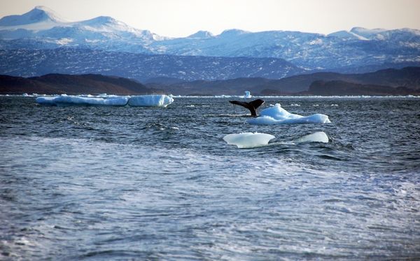 A whale dives into sea off the coast of Greenland's capital Nuuk