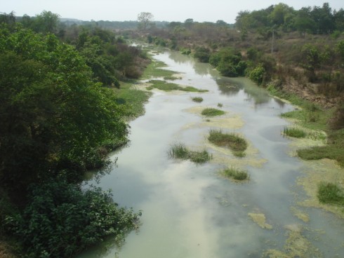 The Nandira river polluted by coal ash near Angul