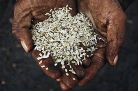 ‘The blackened, unsellable rice of Badan Soren of the village of Kulkipada